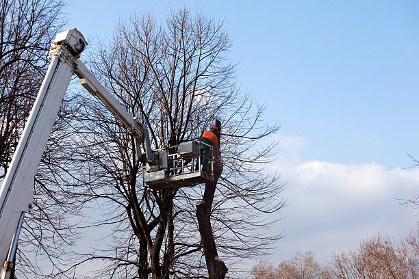 Best Arborist Consultation Services  in Pelican Marsh, FL